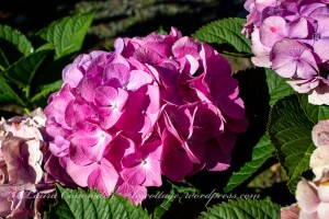 Whitney Gardens and Nursery