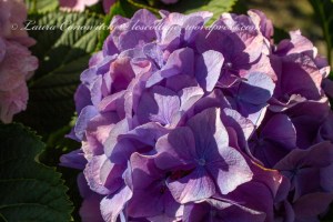 Whitney Gardens and Nursery