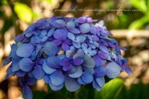 Whitney Gardens and Nursery