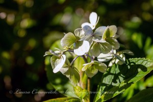 Whitney Gardens and Nursery