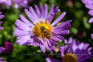 Whitney Gardens and Nursery