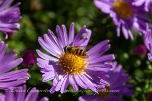 Whitney Gardens and Nursery
