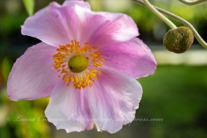 Whitney Gardens and Nursery