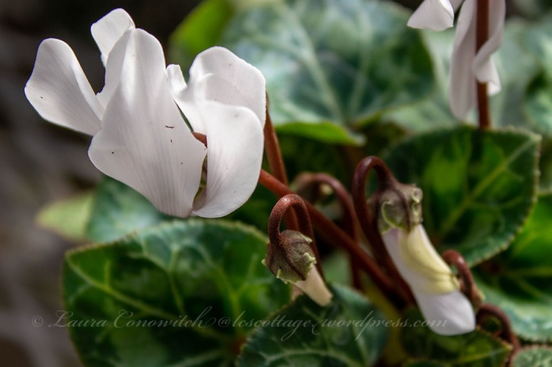 Whitney Gardens and Nursery