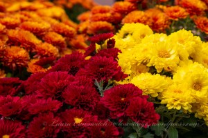 Whitney Gardens and Nursery