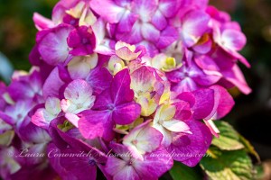 Whitney Gardens and Nursery