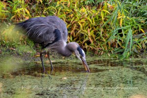 Nisqually Wildlife Refuge