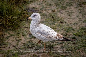 Nisqually Wildlife Refuge