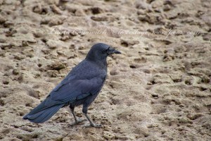 Nisqually Wildlife Refuge