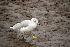 Nisqually Wildlife Refuge