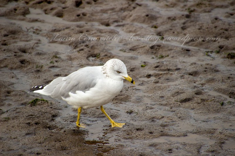 Nisqually Wildlife Refuge