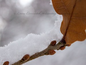Winter Oak Leaf