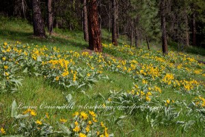 Arrowleaf Balsamroot