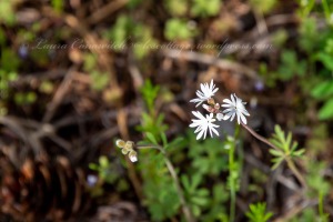 Small-Flowered Woodland Star /Prairie Star