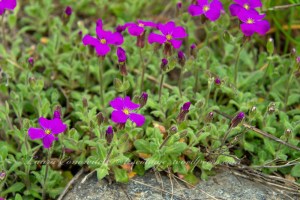 Purple Rock Cress