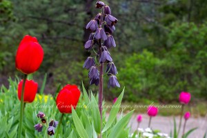 Fritillaria Persica