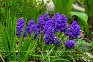 Grape Hyacinth