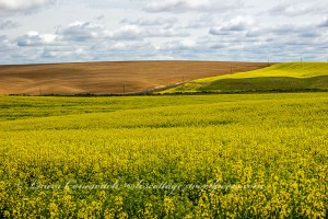 Canola