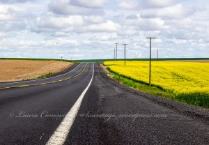 Canola