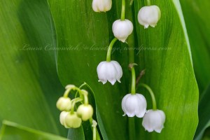 Lily of the Valley