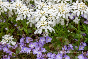 Candytuft and Veronica Waterperry