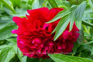 Peony