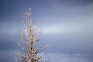 Flowery Trail Road - Chewelah