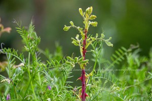 Flowery Trail Road - Chewelah