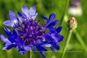 Cornflower/Batchelor Button