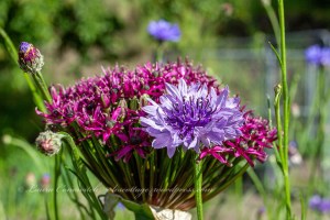 Cornflower/Batchelor Button/Allium