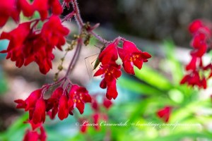 Coral Bells