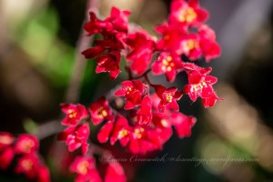 Coral Bells
