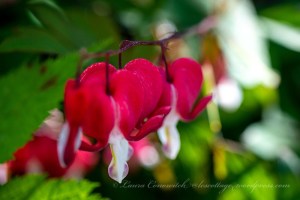 Bleeding Heart