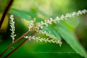 Goats Beard