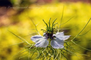 Love-in-a-Mist/Nigella