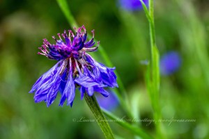 Cornflower/Batchelor Button