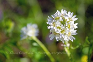 Field Pennycress/Fanweed