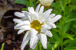 Shasta Daisy