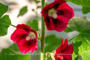 Hollyhock
