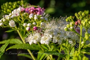Spirea