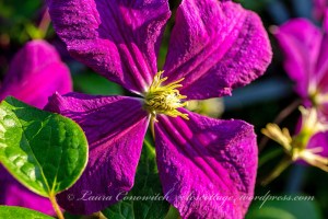 Clematis