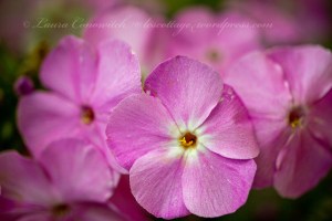 Phlox