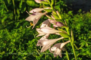 Hosta