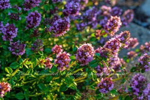 Thyme