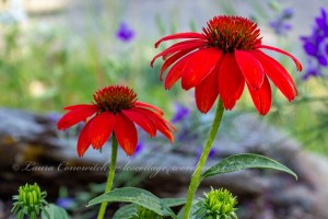 Coneflower