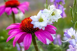 Coneflower