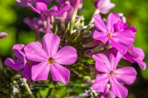 Phlox