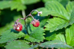Wild Strawberry