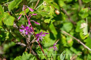 Fireweed