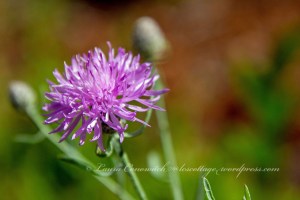 Bachelor's Button or Cornflower